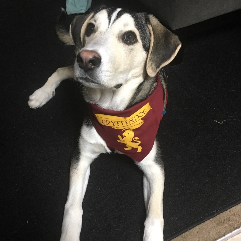 Meet your Posher, Rachel